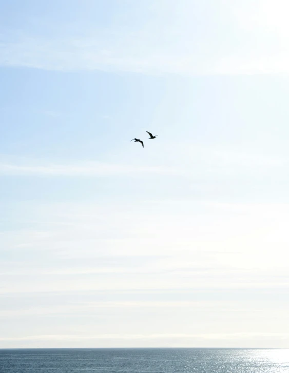 two birds are flying above the water on a sunny day