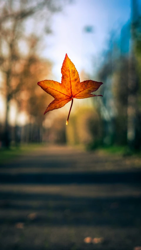 a leaf is seen flying over the grass