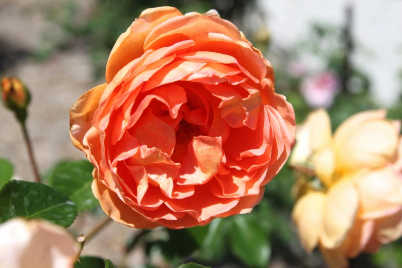 a single orange rose with the petals wilting