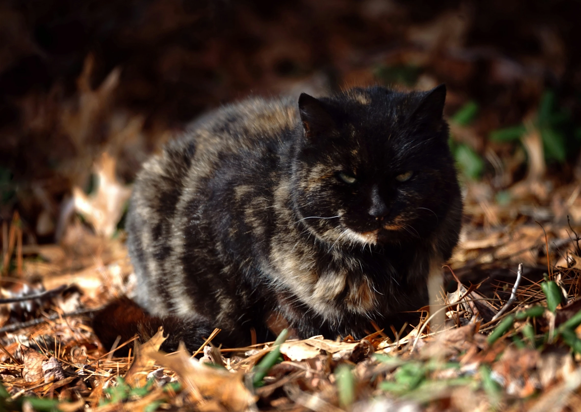 a black cat is walking in the leaves