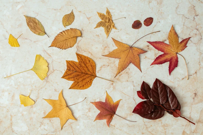 several fall colored leaves on a white surface