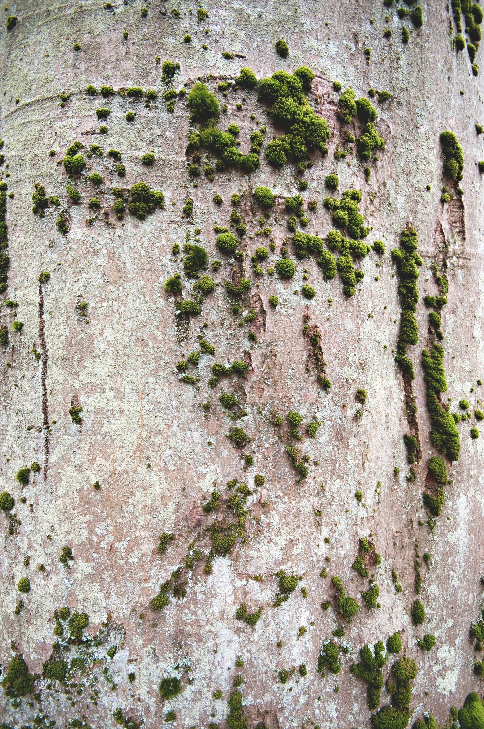 a map of the land that appears to be covered in vegetation