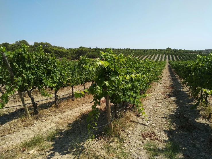 rows of vines in an open vineyard, on sunny day