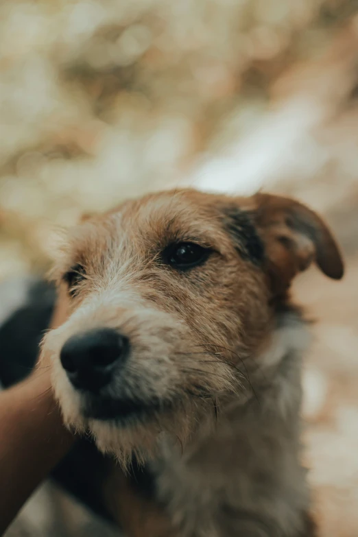 there is a small brown dog holding his hand