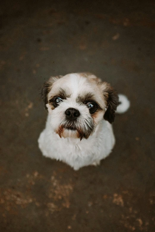 an overhead s of a little dog looking up at the camera