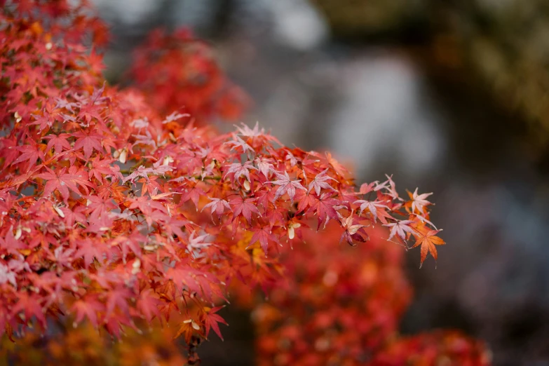 a tree with red leaves in autumn