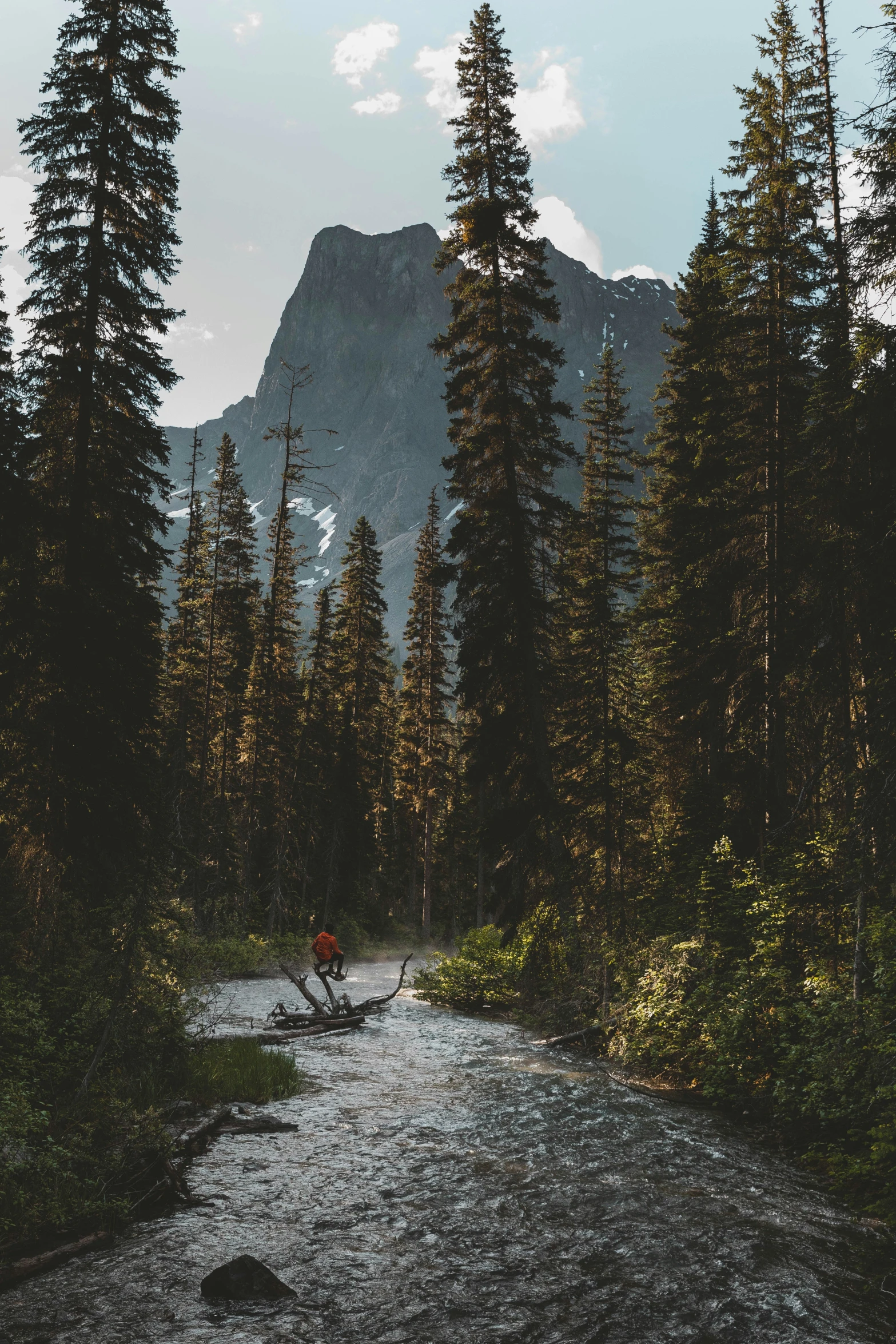 a tree filled creek surrounded by tall pine trees