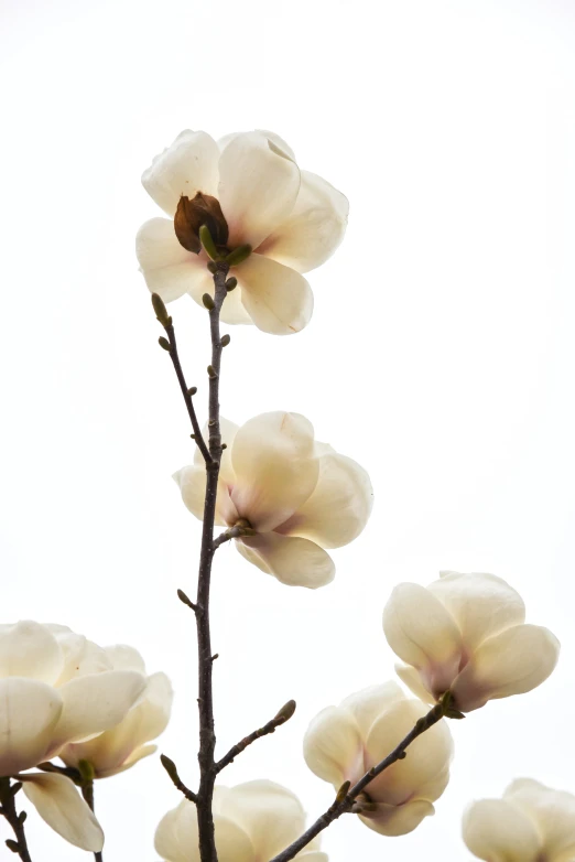 large white flowered flowers standing up against the sky