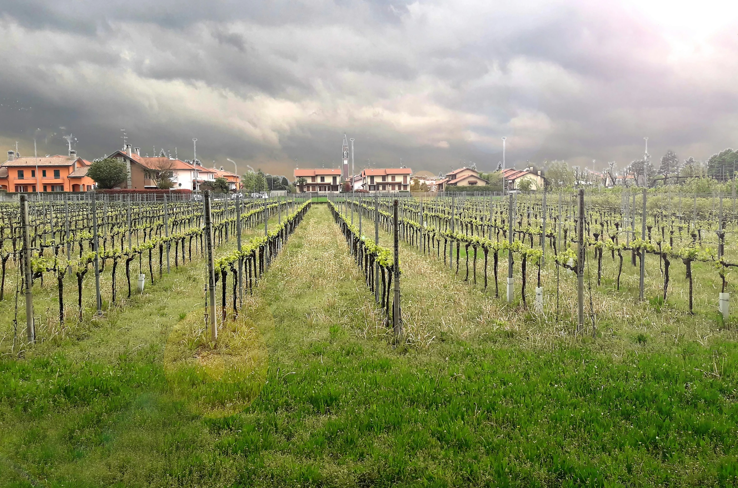 rows of vines on a field in an urban area