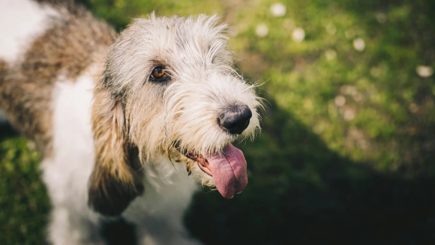 a dog is outside in the green grass