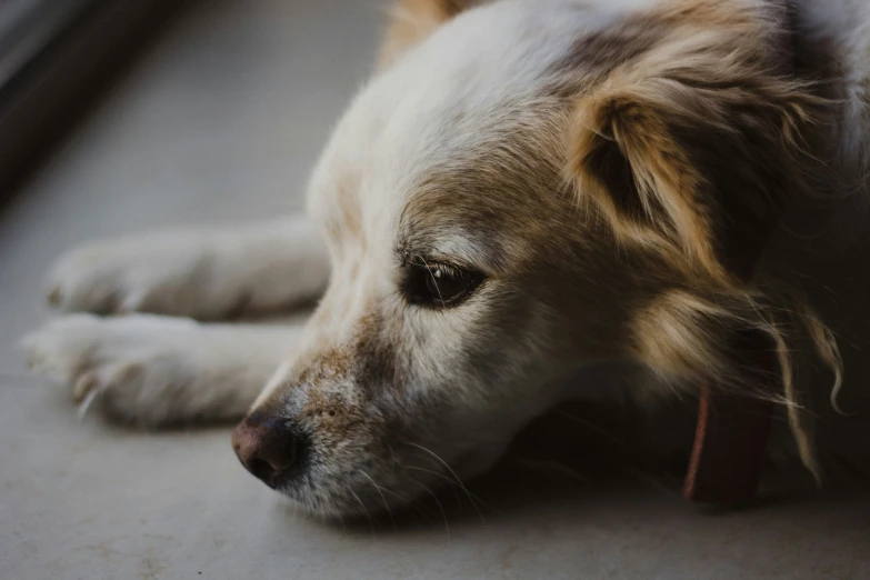 a dog is laying down on the ground