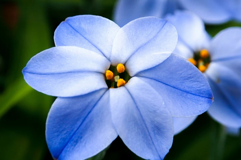 two blue flowers with yellow stamens on a plant