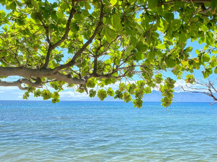 a beach with water that has a couple of trees over it