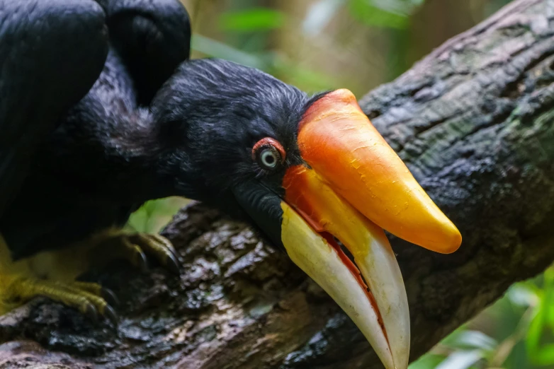 a bird with a large beak and an orange beak