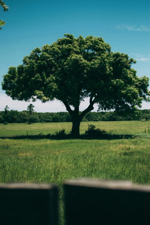 the large tree is very large in its natural setting