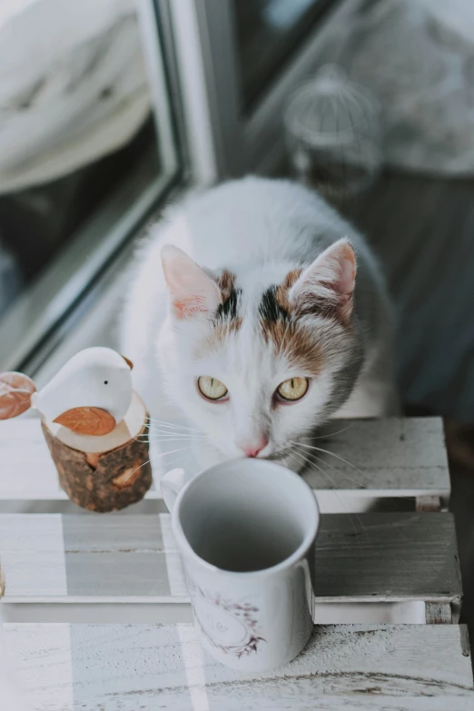 there is a cat sitting on the table and drinking coffee