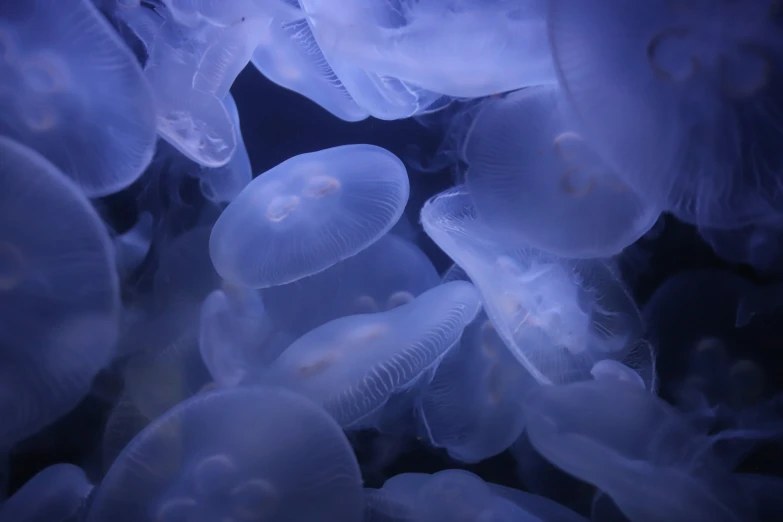 a large group of jellyfish in the sea