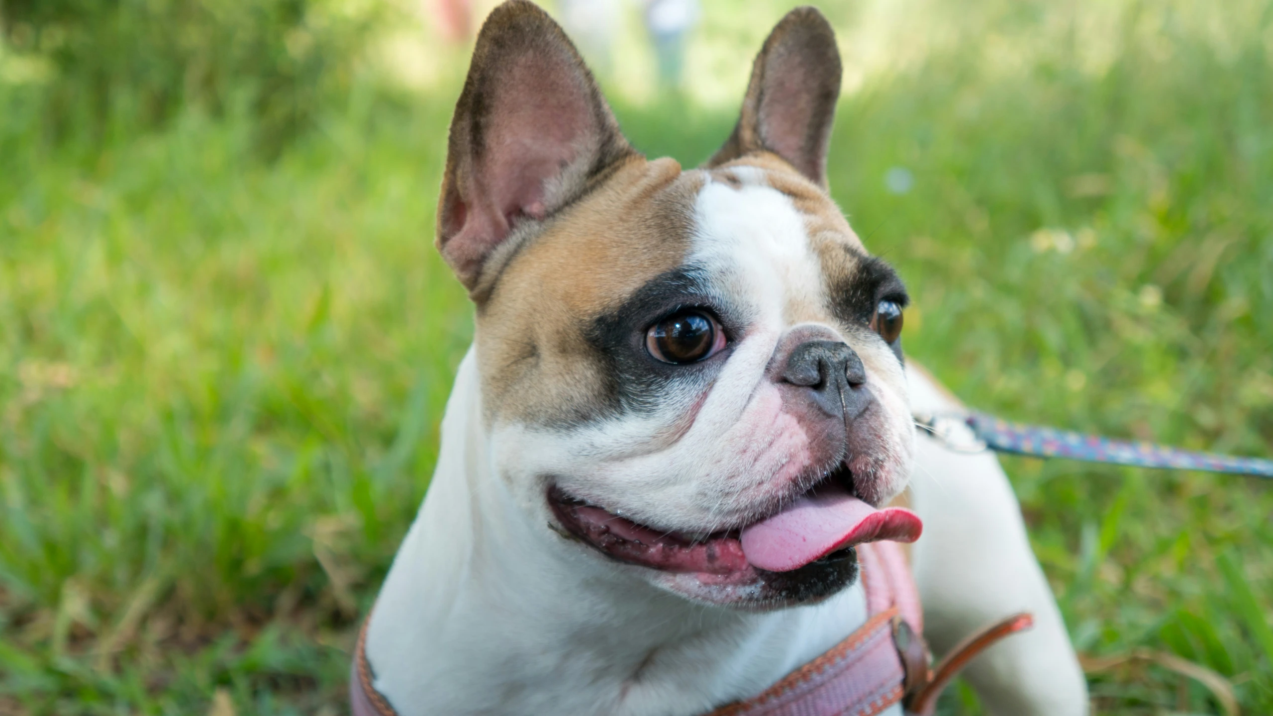 an image of a bulldog smiling in the grass