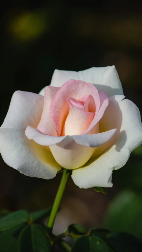 a light pink rose on green leaves