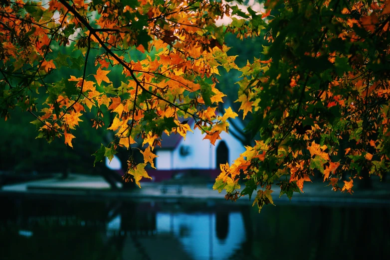 a reflection in the water with leaves on the top