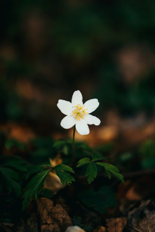 small white flower growing out of the ground