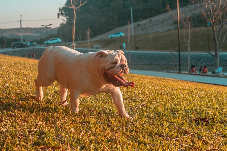 a dog with it's tongue hanging out in the air