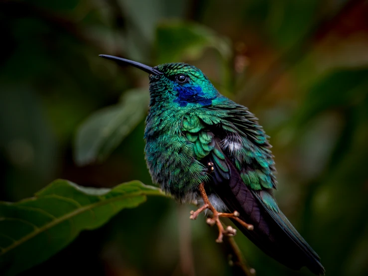 a small blue and green bird sitting on a nch