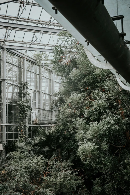 an indoor greenhouse with trees and vines inside
