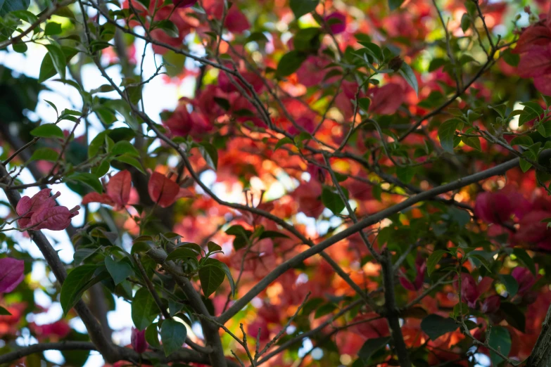 a tree has several purple flowers on it