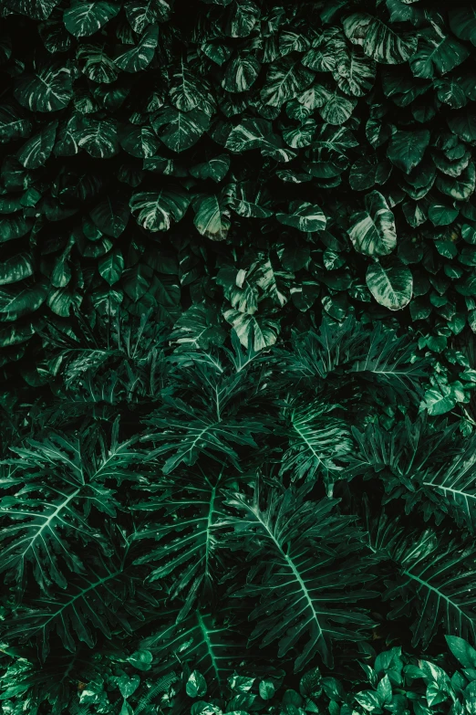 a large number of tropical leaves in a field