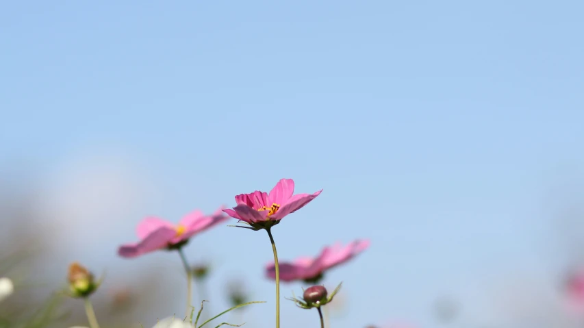 a field of small, pink flowers with white and red flowers