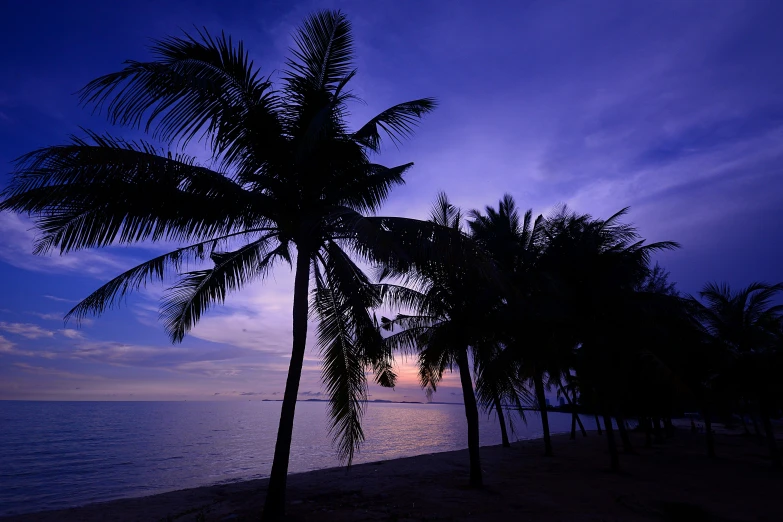 palm trees against a cloudy blue sky overlooking the ocean