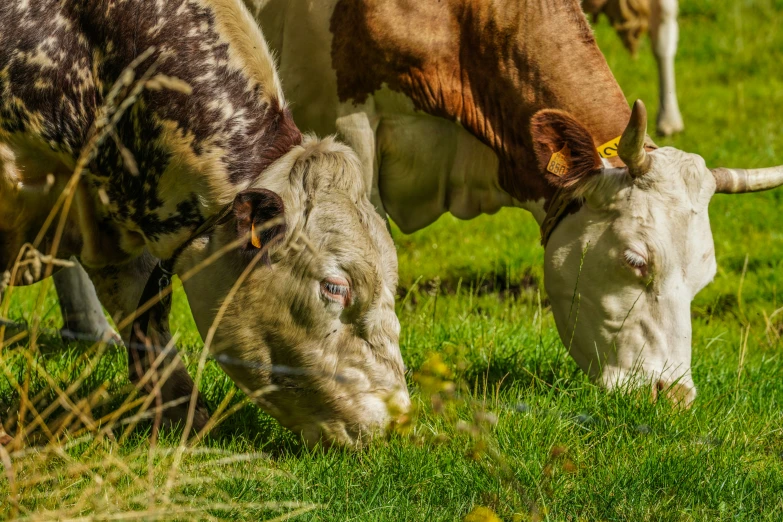 two cows eating grass from the grass field