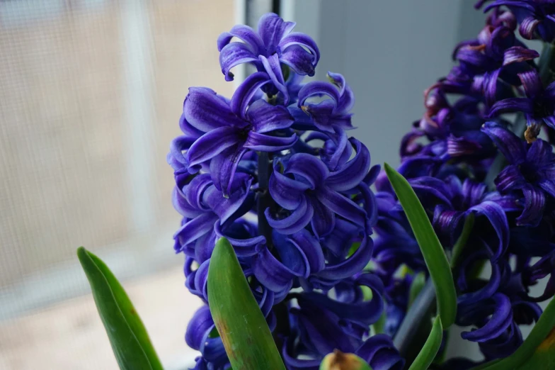 two beautiful flowers sitting together next to a window