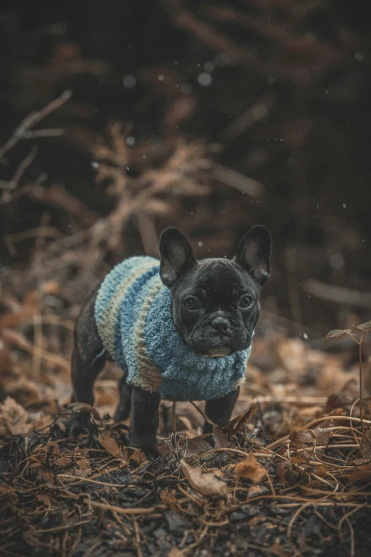 there is a small pug puppy wearing a sweater in a field