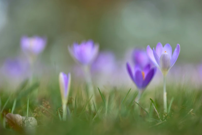 a group of crocsy flowers standing in a grassy area