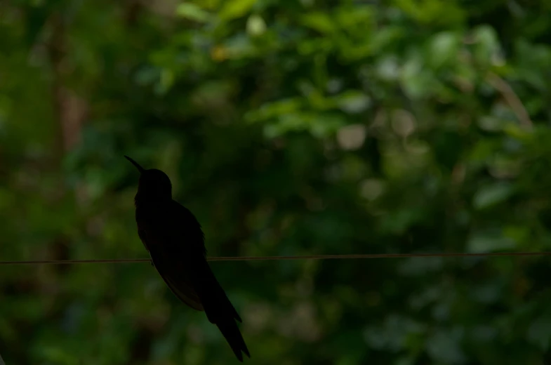 bird sitting on wire in tree in a forest