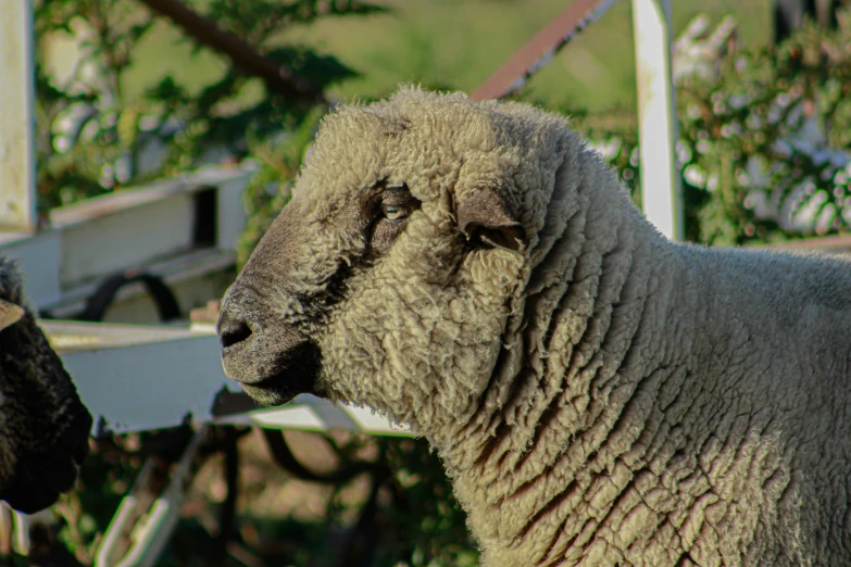 a sheep with a broken face standing in front of another sheep