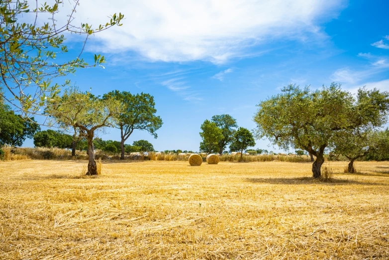 several bare trees and straw in a dry field