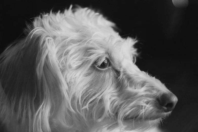 the white dog has curly hair on it's head