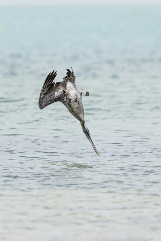 a small bird flying through the air above water