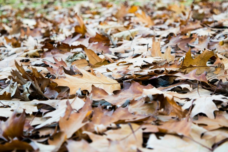 leaves on the ground outside of a house