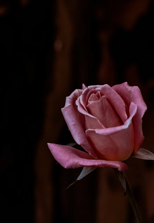 a rose in bloom is growing, against a black background