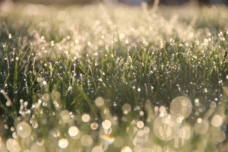 green grass with water drops on it in a field