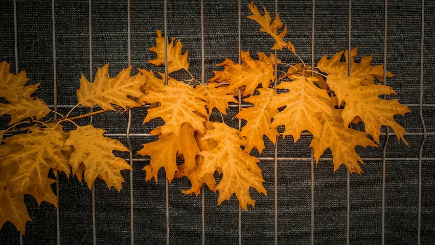 a plant with yellow leaves on it near a window