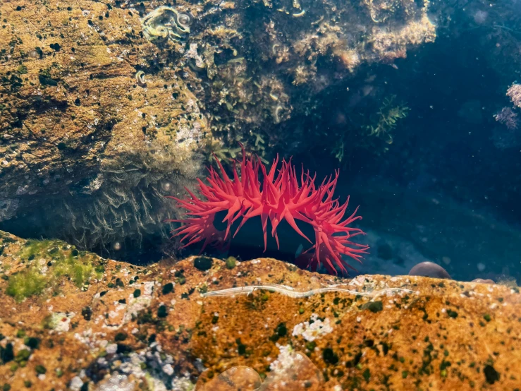 the bright pink starfish looks to be on top of an underwater plant