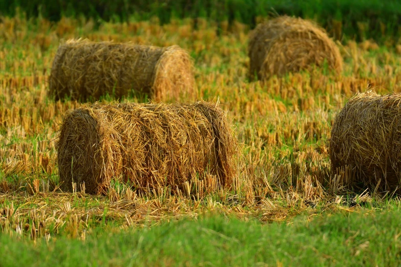 a herd of hay rolls on top of the grass