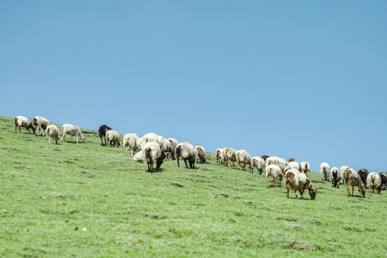 a herd of animals walking along a lush green field