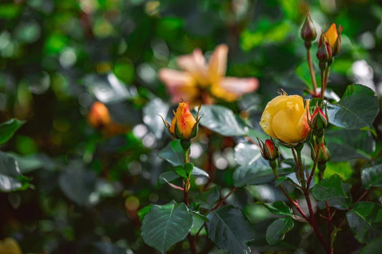 a couple of roses that are growing on some leaves