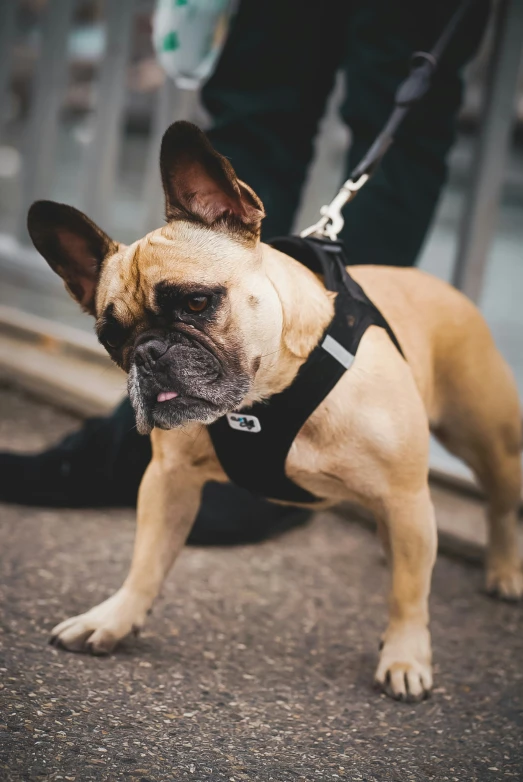 a small dog wearing a harness that has his tongue out and has it's mouth hanging back